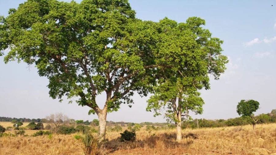 Outro motivo para a valorização da castanha de baru é seu perfil nutricional