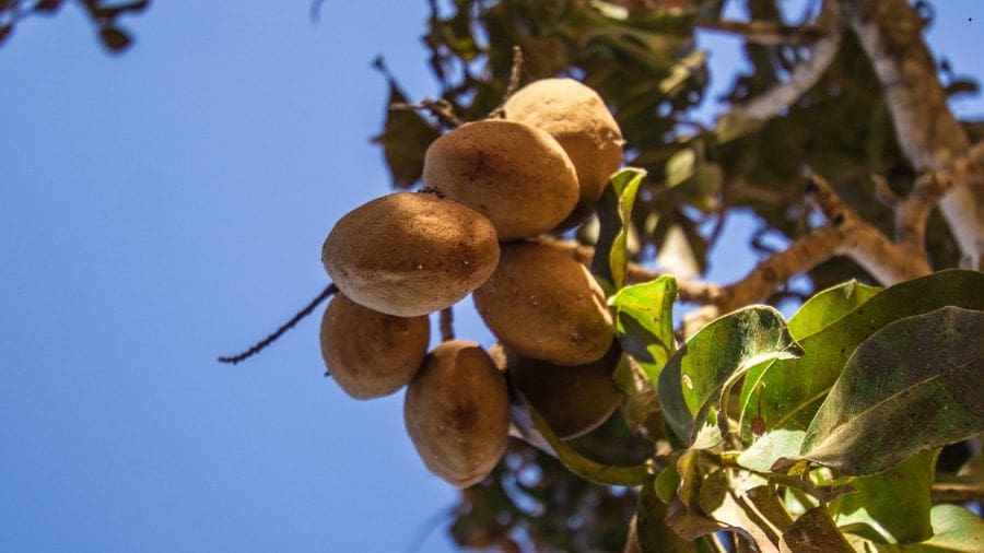 A relevância da castanha de baru para Pirenópolis vai além da cozinha