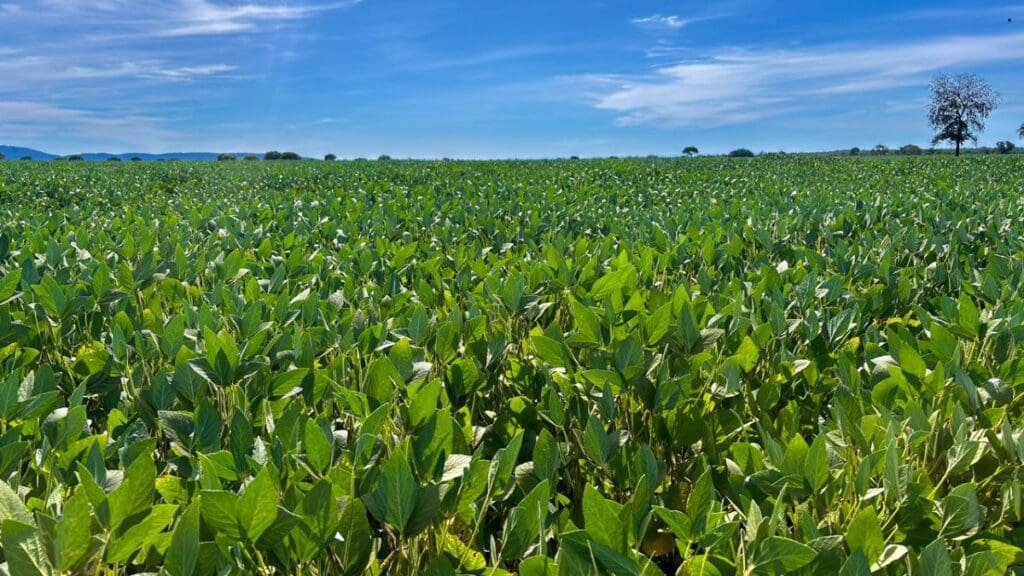 Goiás avança no agronegócio e mantém ritmo forte em 2026