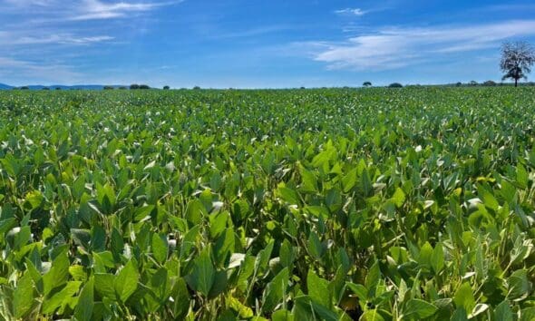 Goiás projeta 35,8 milhões de toneladas na safra 2025/26 e mantém destaque nacional em soja, milho, girassol e sorgo (Foto: Lucas Eugênio)