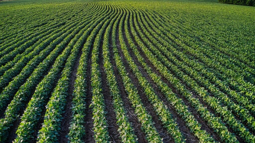 Goiás avança no agronegócio e segue demonstrando força e consistência