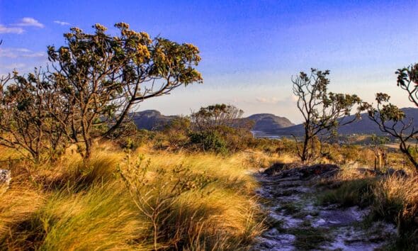 Os campos nativos guardam água, biodiversidade e uma floresta invisível sob a terra.