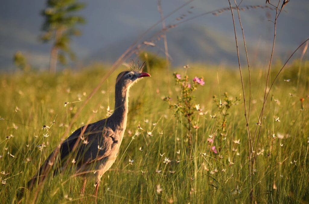 É justamente nessa vegetação rasteira que vive uma parcela significativa da biodiversidade do Cerrado