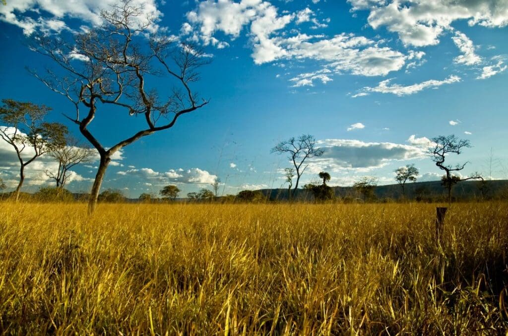 Campos do Cerrado guardam água, vida e futuro