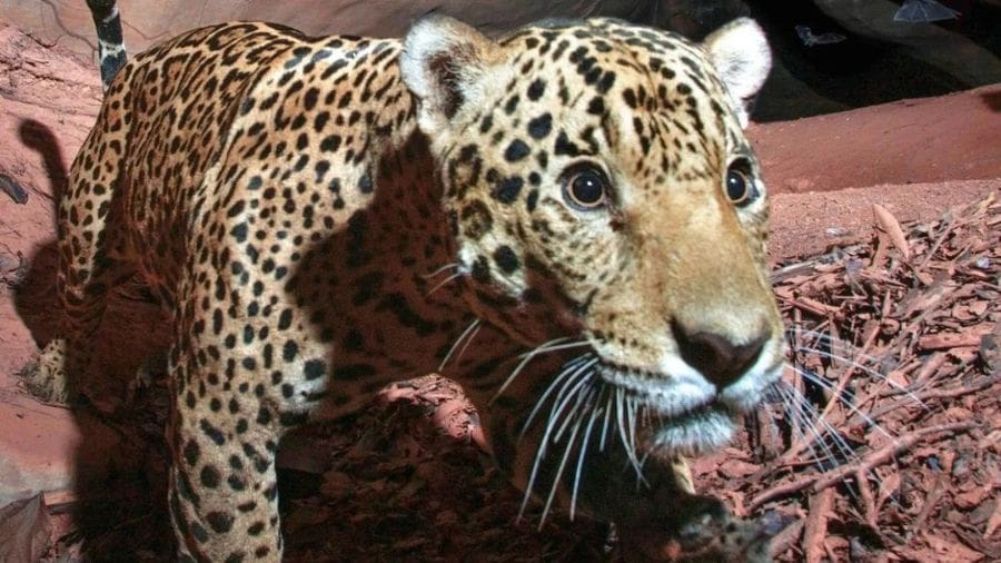 O interesse começou ainda em 2009, quando a fotografia de paisagens e da fauna despertou um olhar mais atento