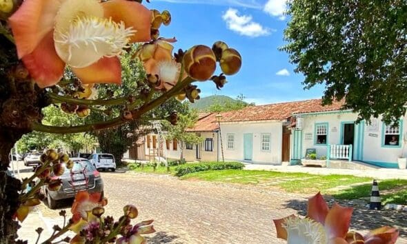 Dia tranquilo na rua Aurora com flores de abricó de macaco