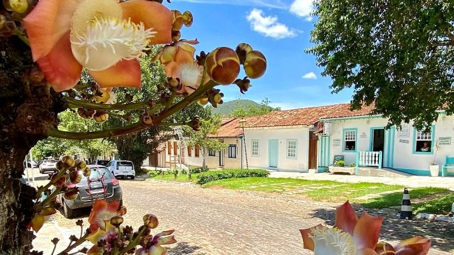 Dia tranquilo na rua Aurora com flores de abricó de macaco