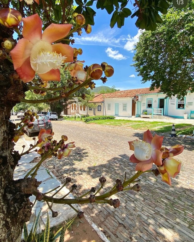 A foto que inspira esta Imagem do Dia foi registrada por Manassés Nascimento, seguidor do Portal Piri