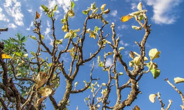 Árvore do cerrado revela beleza e resistência em Pirenópolis