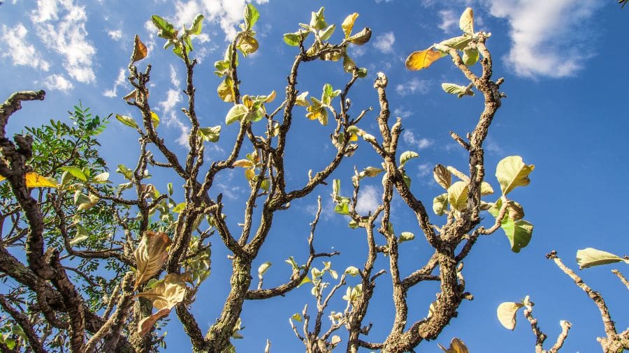 Árvore do cerrado revela beleza e resistência em Pirenópolis