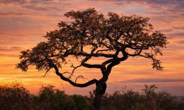 A beleza resiliente da árvore do Cerrado