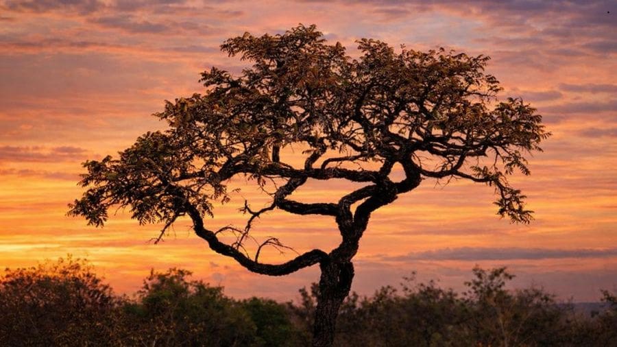 A beleza resiliente da árvore do Cerrado