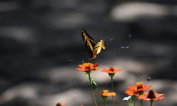 Borboleta pousando em uma flor revela a força do Cerrado