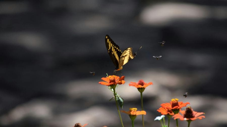 Borboleta pousando em uma flor revela a força do Cerrado
