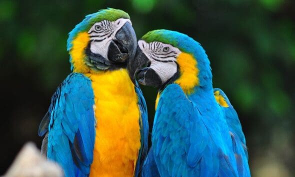 Casal de araras no Cerrado encanta cidade de Pirenópolis