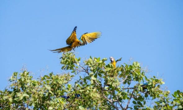 Casal de araras no Cerrado encanta Pirenópolis