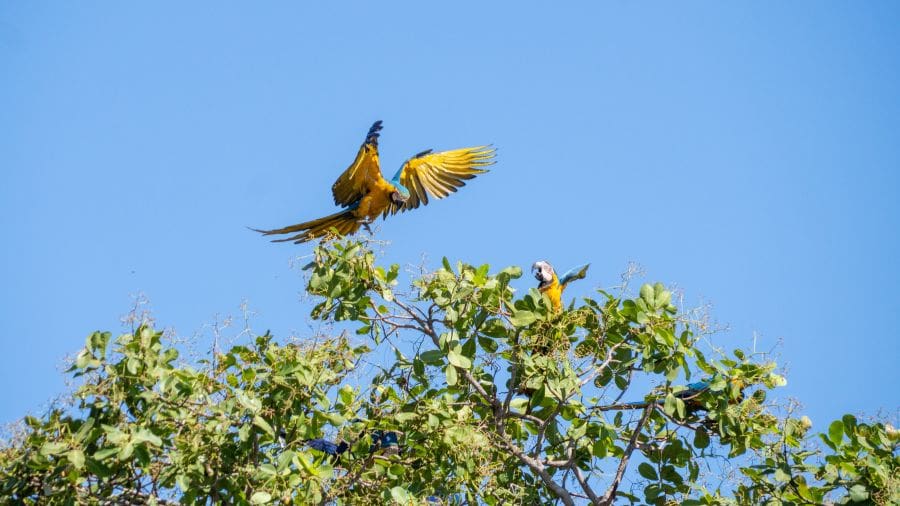 Casal de araras no Cerrado encanta Pirenópolis