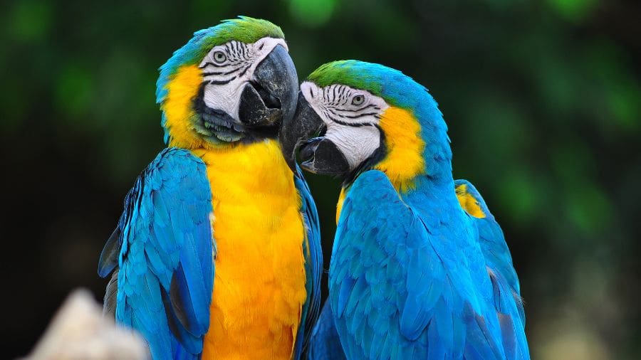 Casal de araras no Cerrado encanta cidade de Pirenópolis