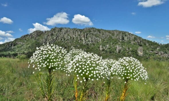 Chuveirinhos do Cerrado diante do Morro do Cabeludo