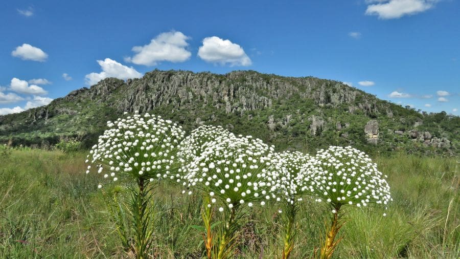 Chuveirinhos do Cerrado diante do Morro do Cabeludo