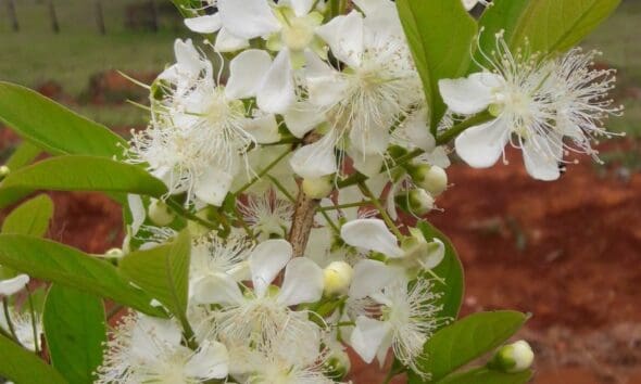 A beleza elegante das flores da gabiroba no Cerrado