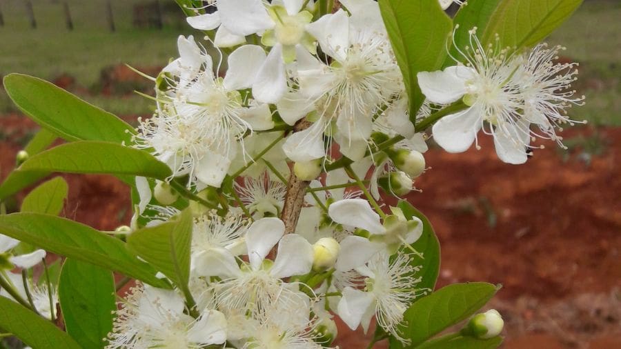 A beleza elegante das flores da gabiroba no Cerrado