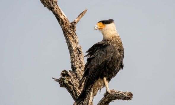 Gavião carcará simboliza a biodiversidade do Cerrado