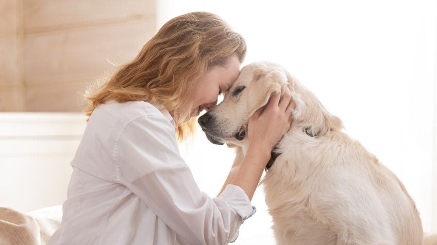 Luto e responsabilidade caminham juntos quando o assunto é cuidado animal