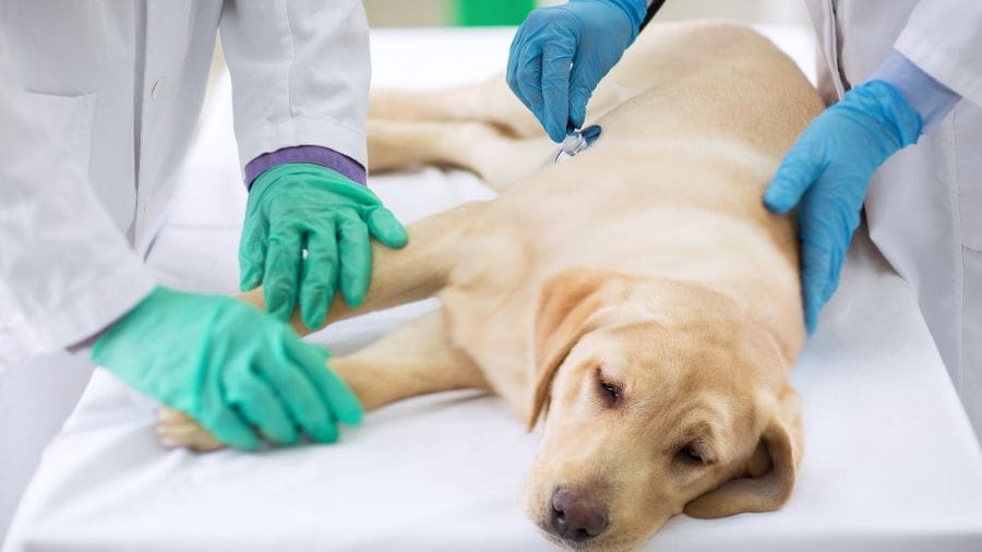 Animais não compreendem hospitais, procedimentos invasivos ou ambientes estranhos