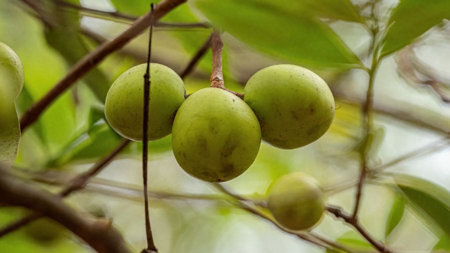 Mangaba ainda no pé em Pirenópolis