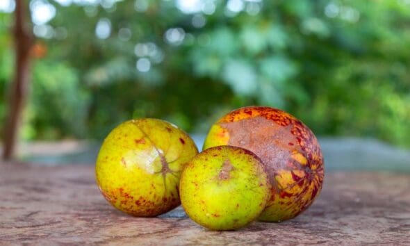 Mangaba fresca na mesa, direto do Cerrado de Pirenópolis
