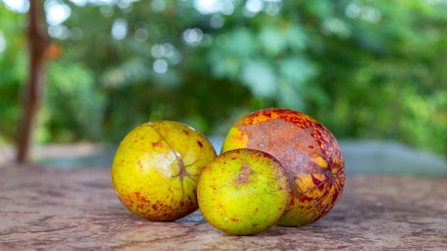 Mangaba fresca na mesa, direto do Cerrado de Pirenópolis