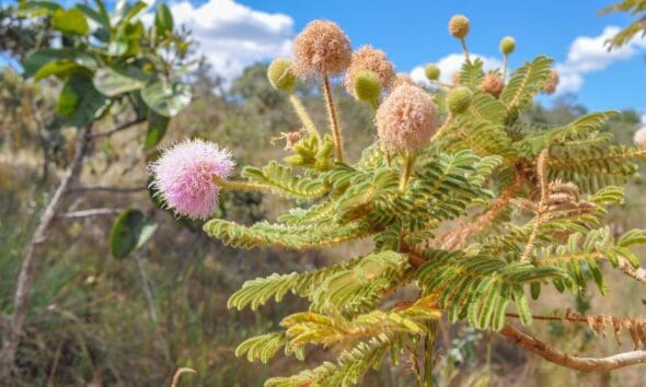 Flor da Mimosa no Cerrado colore a paisagem em Pirenópolis