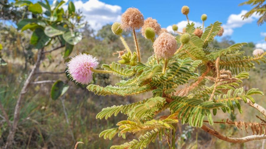 Flor da Mimosa no Cerrado colore a paisagem em Pirenópolis