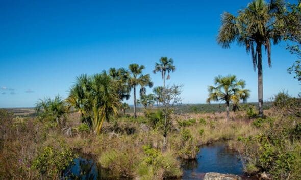 Natureza revela o Oásis no Parque Estadual dos Pireneus