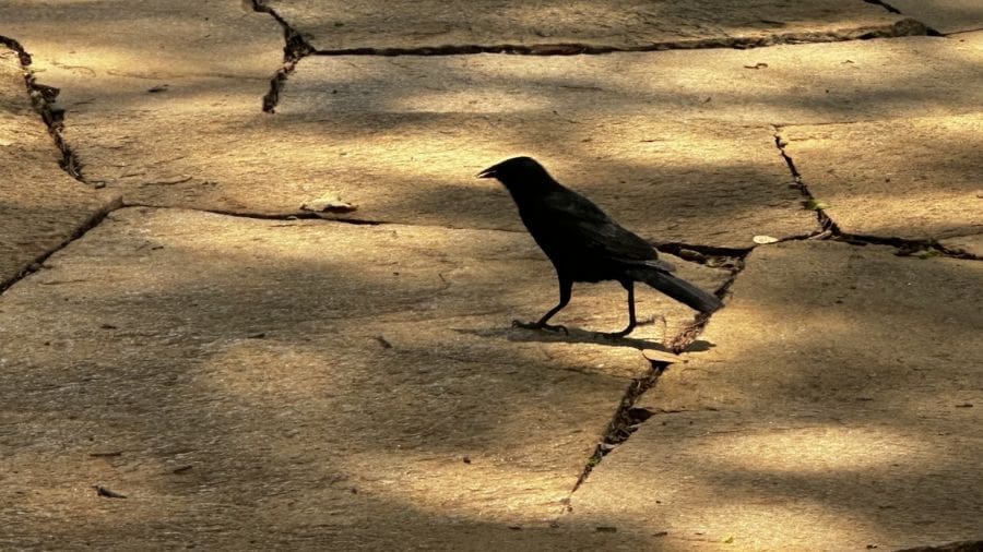 Pássaro preto desfila pelas pedras da Cervejaria Casarão