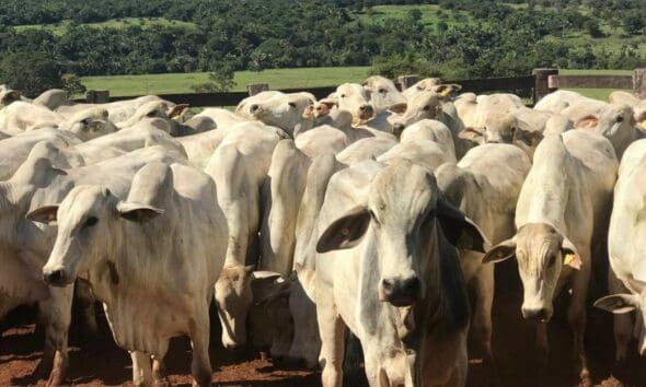 Perdão de multas a produtores rurais beneficia o agro de Goiás