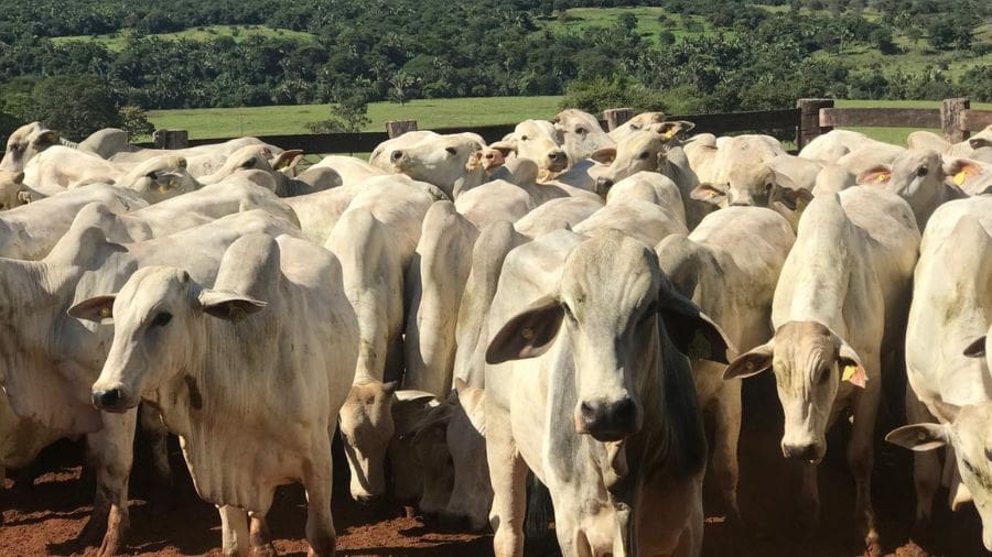 Perdão de multas a produtores rurais beneficia o agro de Goiás