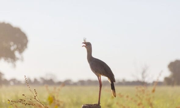Seriema num campo do Cerrado anuncia a manhã em Pirenópolis Seriema num campo do cerrado anuncia a manhã em Pirenópolis