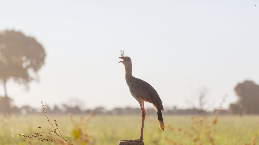 Seriema num campo do cerrado anuncia a manhã em Pirenópolis