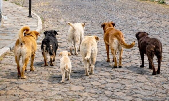 Sofrimento de um cão alerta para responsabilidade em Pirenópolis