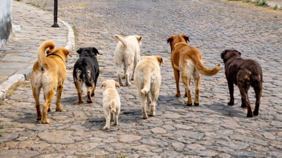 Sofrimento de um cão alerta para responsabilidade em Pirenópolis