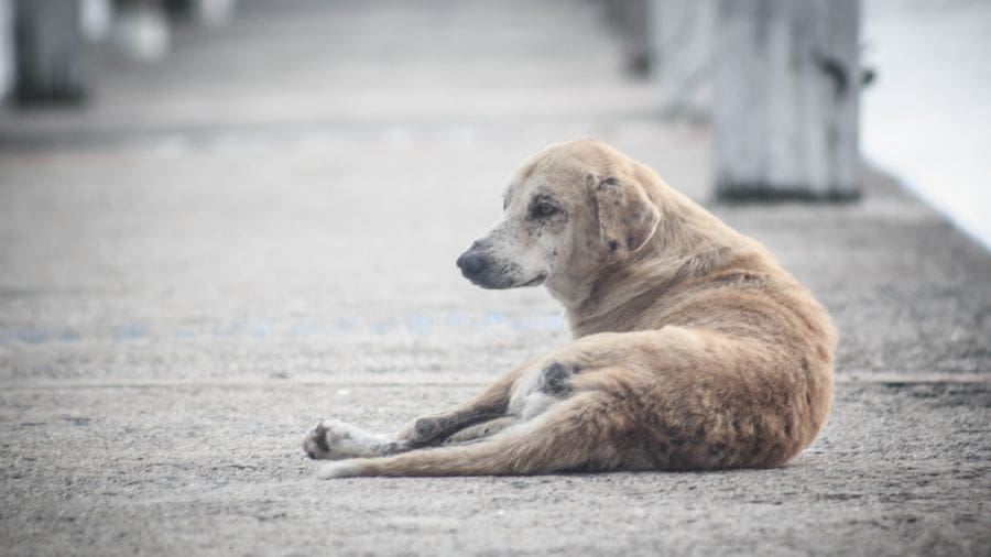Em muitas cidades do interior ainda é comum permitir que cães saiam sozinhos pelas ruas