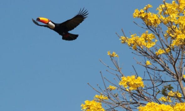 Tucano sobrevoa ipê em cena que simboliza o Cerrado