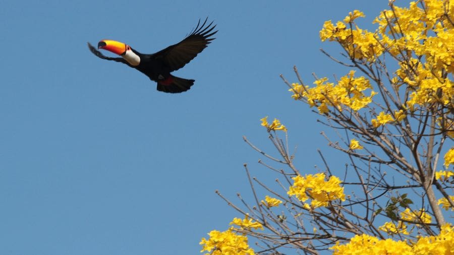 Tucano sobrevoa ipê em cena que simboliza o Cerrado