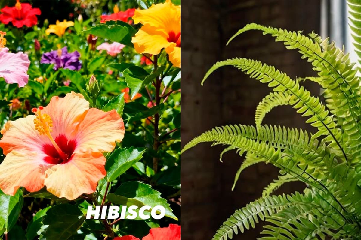 Botica Caipira em Pirenópolis: Plantas ornamentais e paisagismo