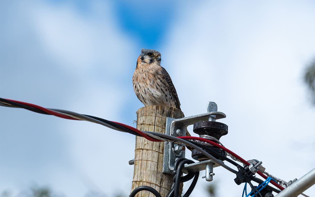 Falcão peregrino em Pirenópolis: avifauna e paisagem urbana