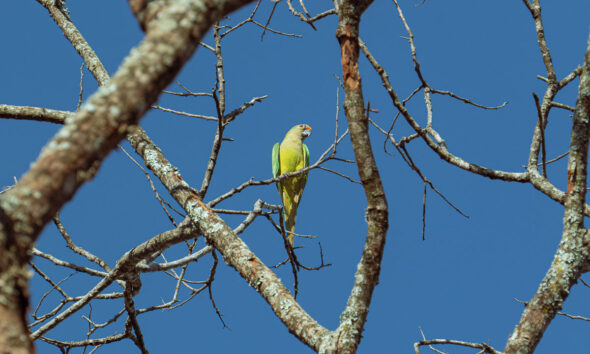 Periquito em Pirenópolis: registro da fauna no céu azul Periquito em Pirenópolis registro da fauna no céu azul