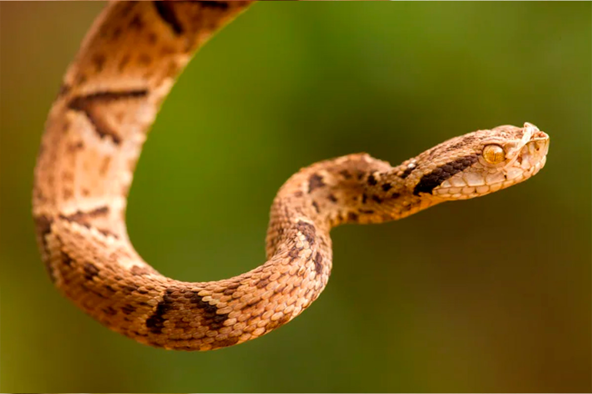 Picadas de cobra: Goiás alerta e orienta primeiros socorros
