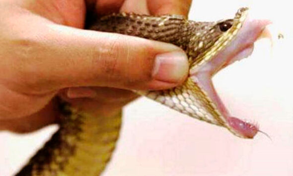 Picadas de cobra: Goiás alerta e orienta primeiros socorros